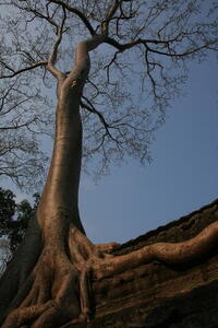 Photo: Silk-cotton tree