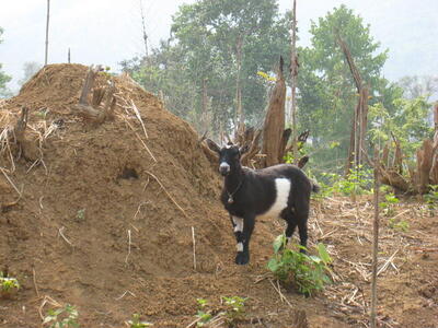 Photo: Goat