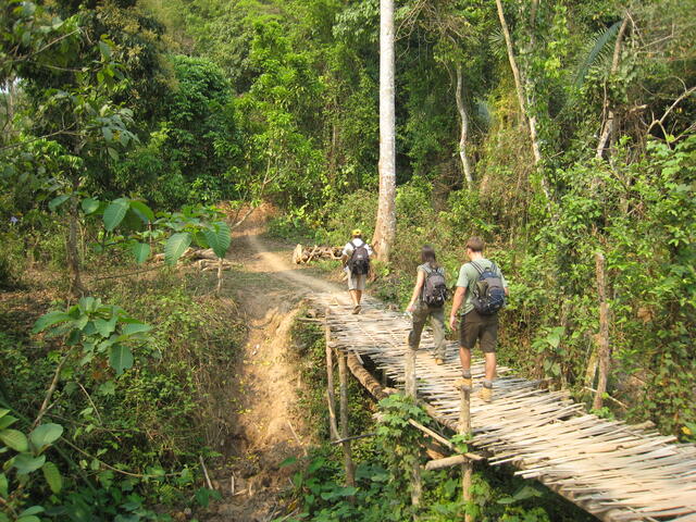 Bamboo bridge