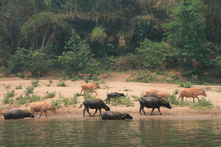 Photo: Water buffalo