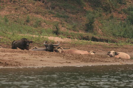 Photo: Water buffalo