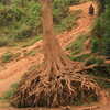Photo: Exposed roots