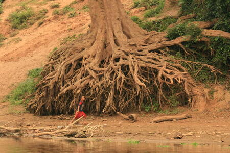 Photo: Exposed roots