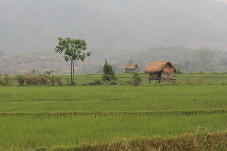 Photo: Rice fields
