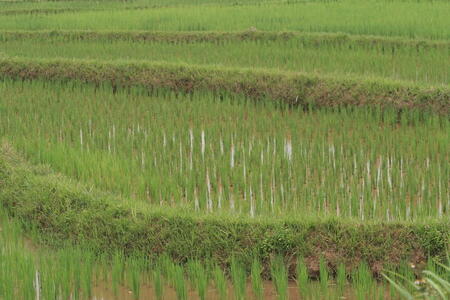 Photo: Rice field