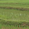 Previous: Rice field