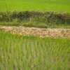 Next: Rice field