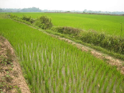 Photo: Rice field