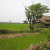 Previous: Rice field