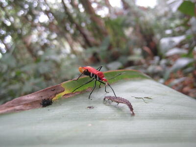 Photo: Cool red bug