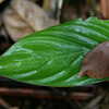 Next: Wet leaf
