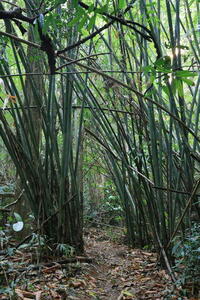 Photo: Bamboo