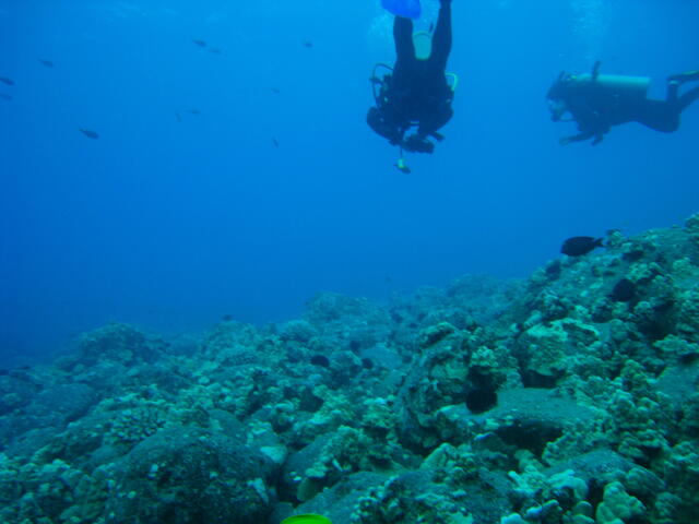 Divers and reef
