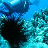 Photo: Urchin and divers