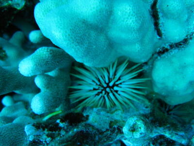 Photo: Sea urchin