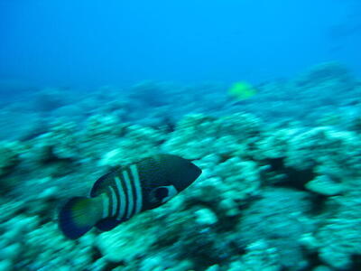 Photo: Fish and coral