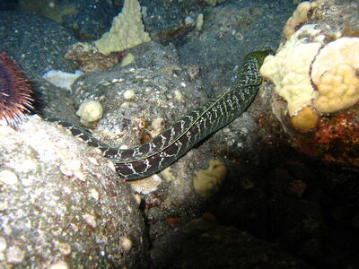 Photo: Moray eel