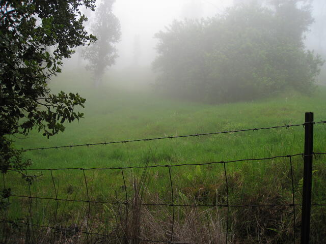 Foggy field