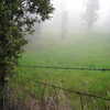 Photo: Foggy field