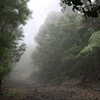 Photo: Foggy trail