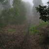 Photo: Foggy trail