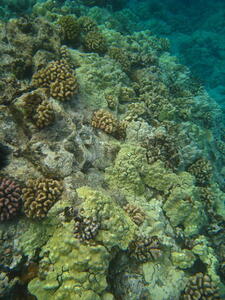 Photo: Reef