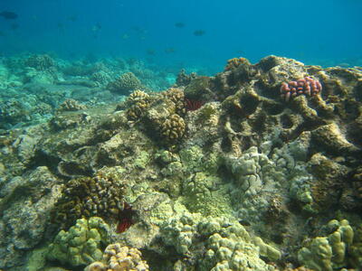 Photo: Reef