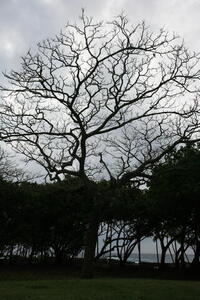 Photo: Cool tree