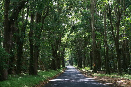 Photo: Pahoa-Pahoiki Road