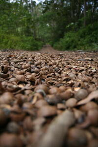 Photo: Macadamia shell gravel