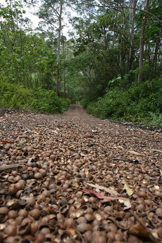 Macadamia shell gravel