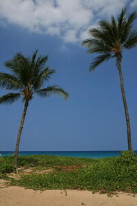 Photo: Palm trees