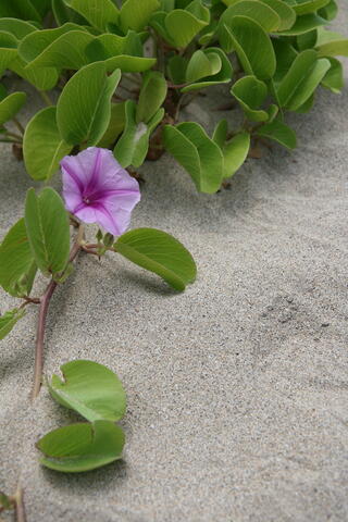 Flower and sand