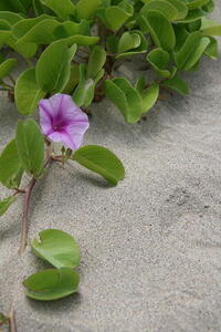 Photo: Flower and sand
