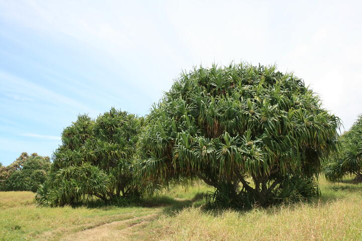 Hala trees
