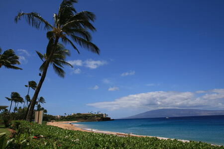 Photo: Palm trees, beach, ocean