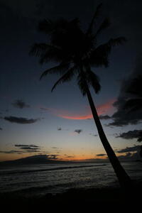 Photo: Palm tree sunset
