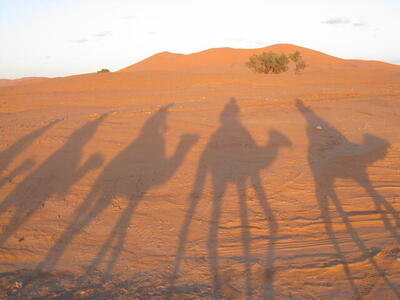 Photo: Camel shadows