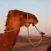 Next: My camel