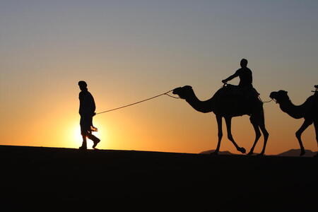 Photo: Camel silhouettes