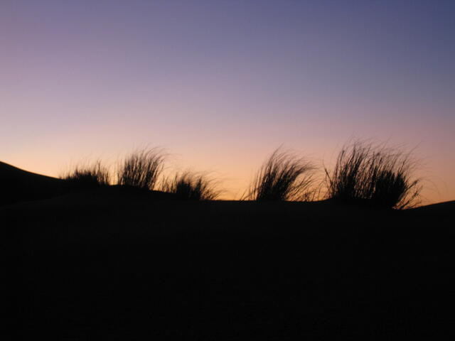 Grass sunset