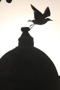 Photo: Bird silhouette